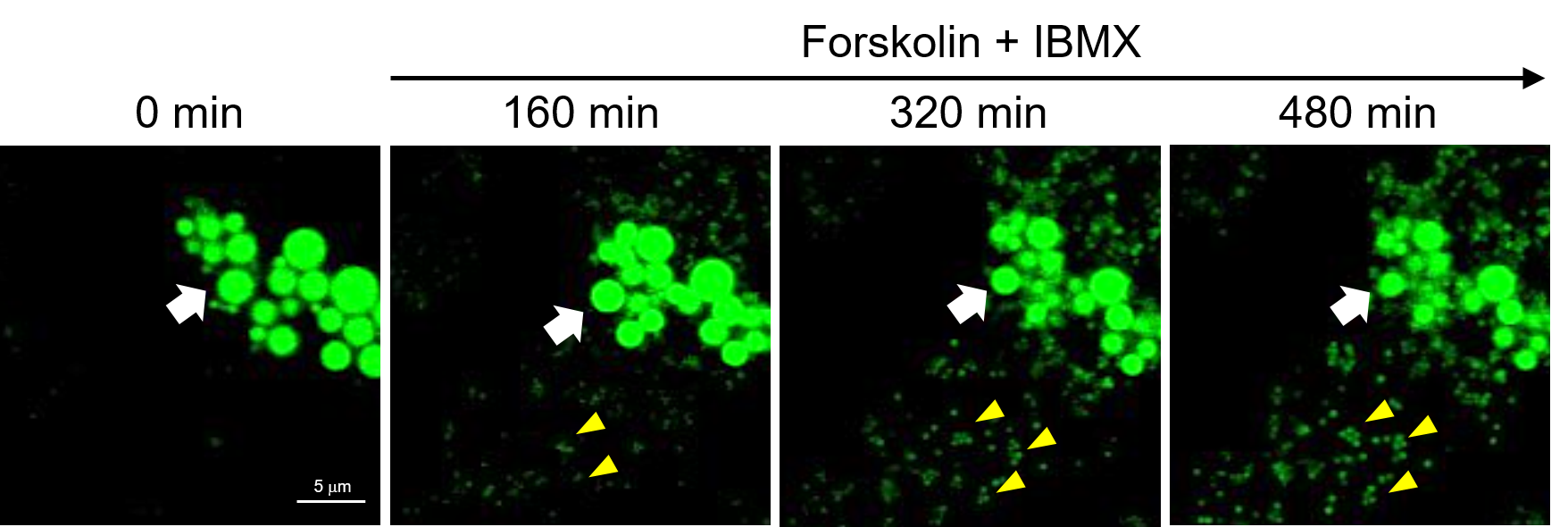FNA-80682-data Z-stack imaging-5.png
